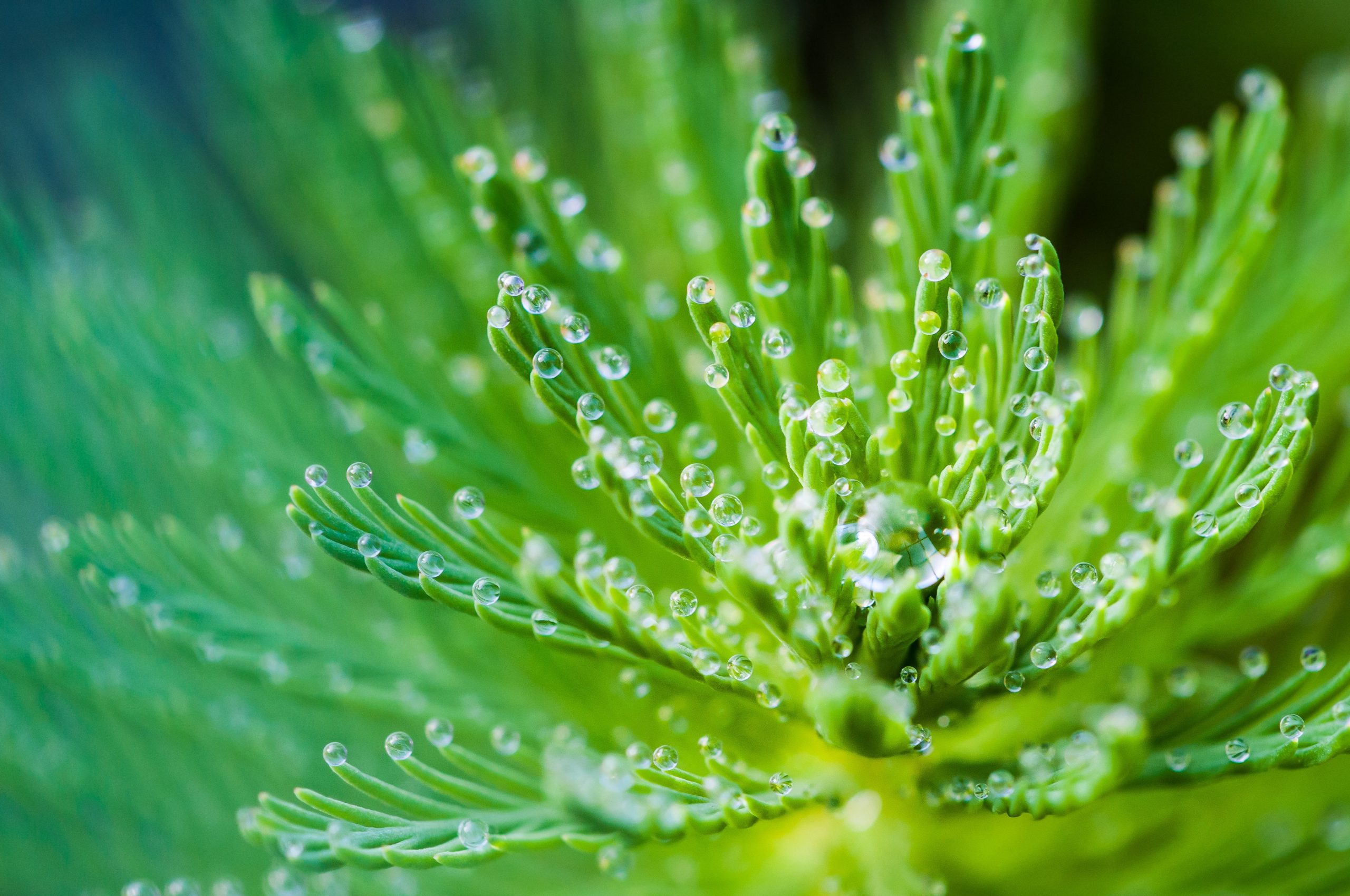 water-droplets-on-green-leaf-plant-731891-scaled.jpg